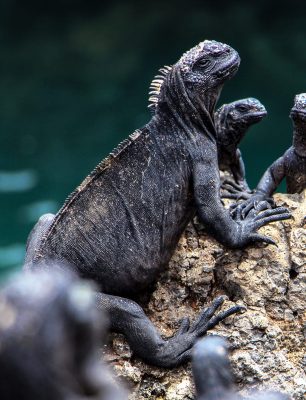 Iguanas