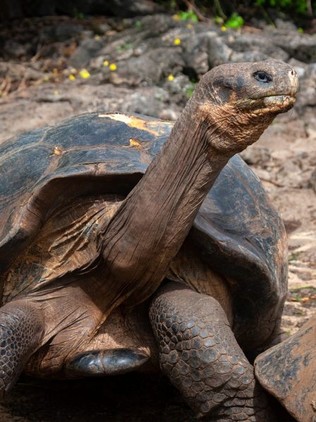 Group of Giant Galapagos Tortoise (Geochelone elephantopus ssp.) on Santa Cruz Island in the Galapagos Islands, Ecuador.